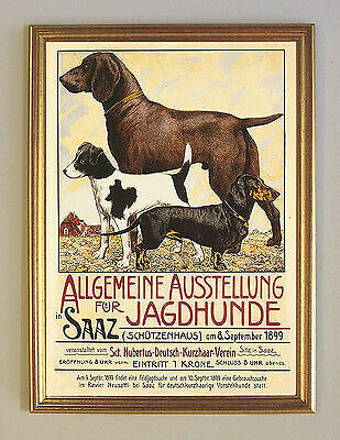 Jagdhunde allgemeine - jagdhunde,