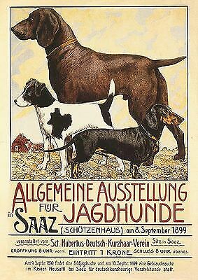 Jagdhunde allgemeine - jagdhunde,